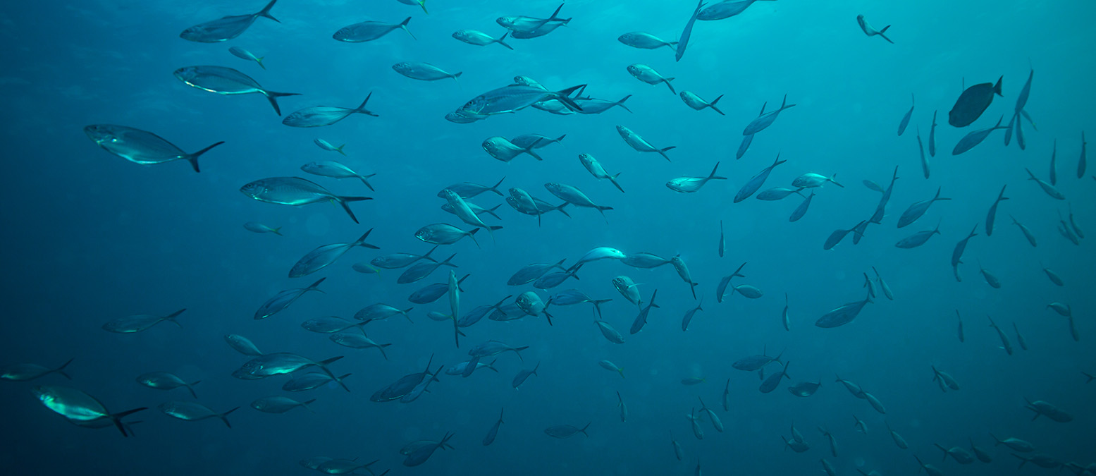 pesca sostenible en la segunda temporada de pesca