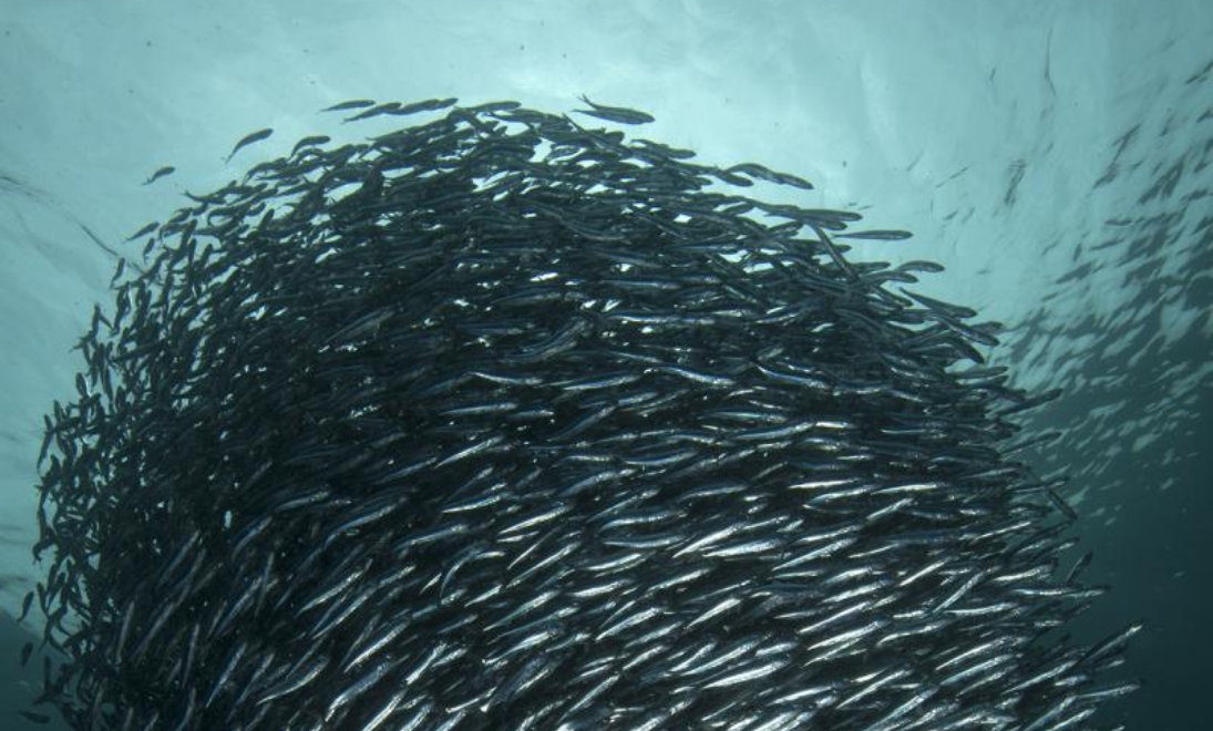 INDIRECT HUMAN CONSUMPTION