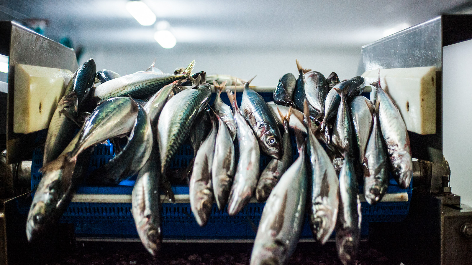 Hayduk obtuvo máxima calificación sanitaria para todas sus líneas de producción