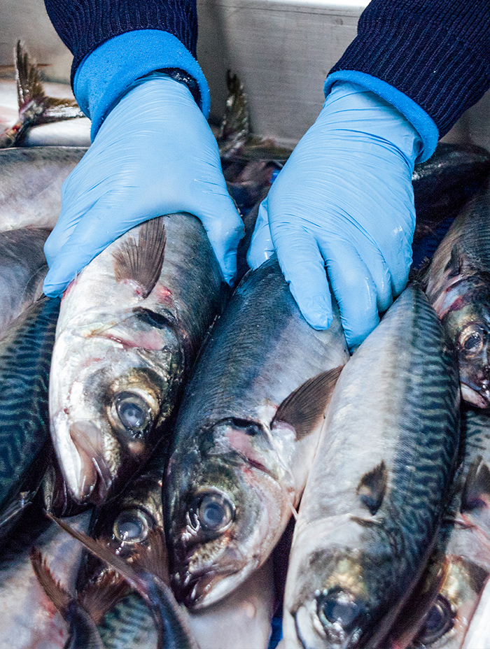 CONSUMO HUMANO DIRECTO